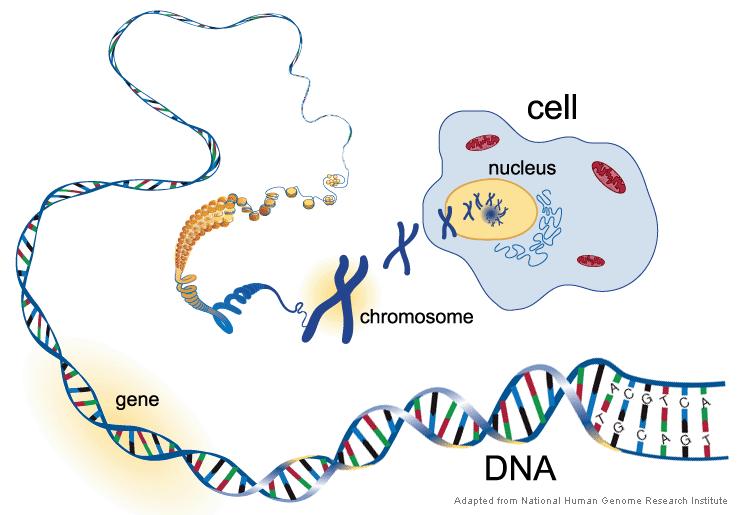 Nucleic Acids Overall Importance to Organisms Stores and transmits