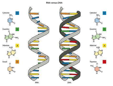 Nucleic Acids DNA double stranded genetic