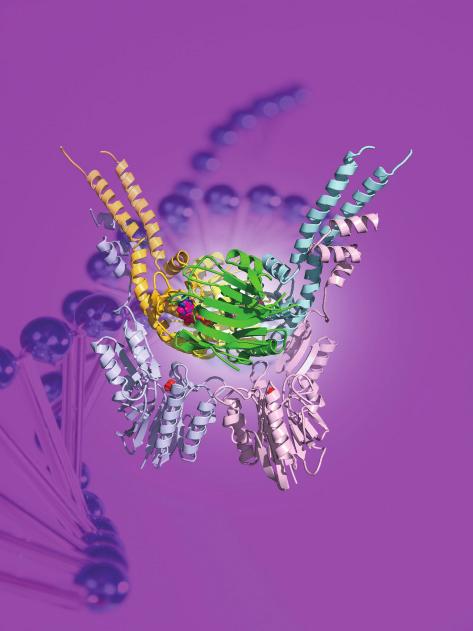 Research Areas STRUCTURAL AND MOLECULAR BIOLOGY Development of novel bio-molecules and the discovery of disease makers and drug target genes through structural biology, biochemistry, and