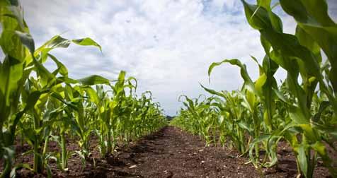 FaCT 2 Biotech Total biotech crop crop plantings hectarage increased to in Africa over 175 increased million by hectares 6% in 2013 Michael Novelo / Thinkstockphotos.