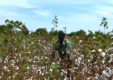 2013 Sanou, are a risk-averse, farmer from Burkina Faso reported small, resource-poor having realized farmers additional in yield of 3 tonnes developing from countries.