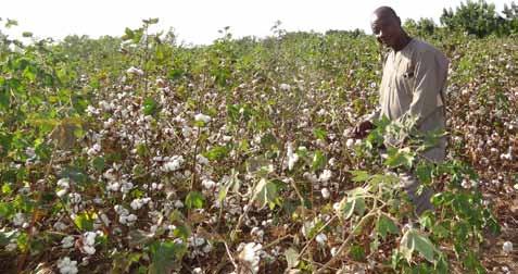 to the overall Faso to global environmental benefits plant Bt realized cotton. In between1996 Sudan, to 2012 of more biotech than crops 27,000 adoption.
