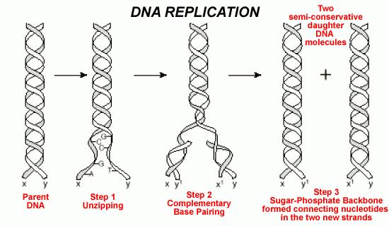 Histones wrap DNA around like a spool = condensed chromatin) genes (sections of a chromosome that codes for a protein) nucleotides (3 parts: phosphate, deoxyribose sugar, and nitrogen base) Double