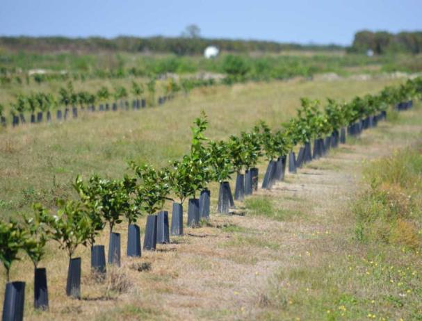 Planting Base tree spacing on the expected size of your scion/rootstock combination and the expected life of the grove.