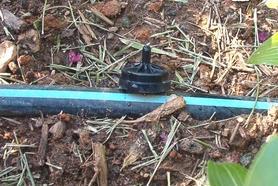 Metalized mulch Disadvantages: Need for dual irrigation system (drip and micro-sprinkler for