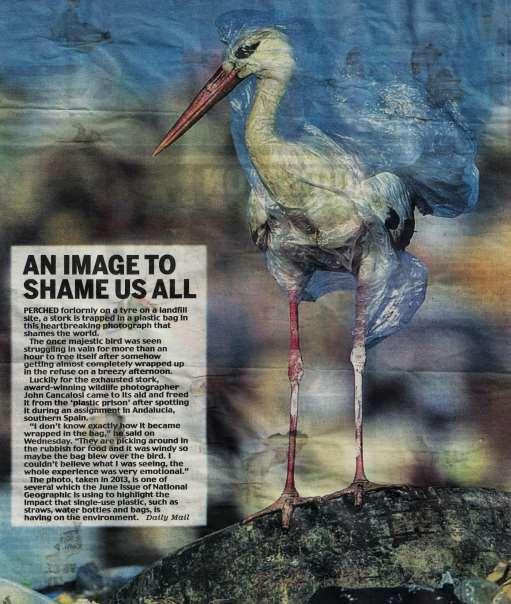 Plastic pollution afflicts animals, birds,