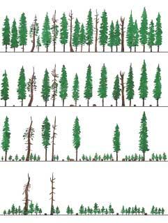 The number and distribution of seed trees depends on many factors, such as the preferred species and density of seedlings, how frequently the seed trees produce cones, and the distance seed travels
