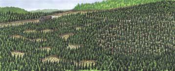 The Selection System The selection silvicultural system maintains a continuous uneven-aged forest stand cover by harvesting a limited number of trees of various sizes and ages over time.