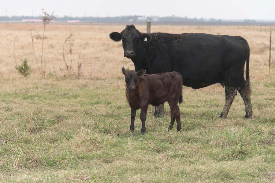 Reproductive Management of Beef Heifers Replacement heifers play a vital role in maintaining and improving any beef cow/calf operation.