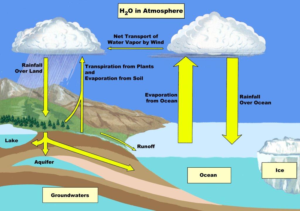 water can be taken up by plants and animals, fall in bodies of water, or run off the land into bodies of water. Water returns from the earth to the atmosphere by evaporation.