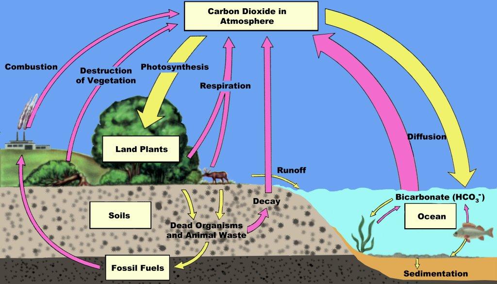 are dissolved in the oceans. The fossil remains of plants and animals contain another 5 trillion tons of carbon in the form of fossil fuels gas, oil, and coal.