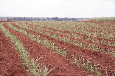 in sugarcane: anticipating customer needs Germplasm, crop