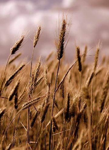 European wheat: program for crop enhancement Leading seeds varieties bread-making quality, high yield high ethanol yield