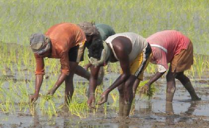Rice: traditional cultivation Inefficient