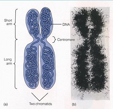 Chromosome Terminology The centromere is a structure near the middle of the chromosome.