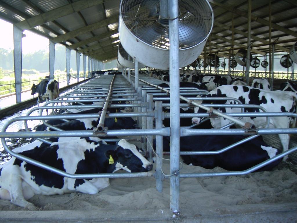 Fertility in Dairy Cattle The Dairy Industry Uses Straightbreeding How much should we modify the