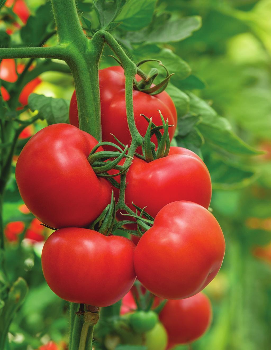 Mexican Fresh Tomatoes Agribusiness Value Chain Contributions