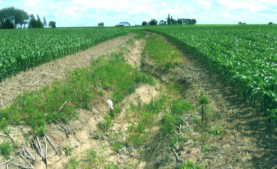 Rill Erosion Rill erosion results when surface water runoff concentrates, forming small yet well-defined channels (Figure 4).
