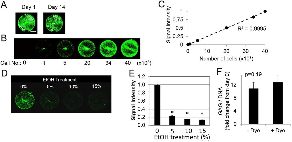 MICROENVIRONMENT AFFECTS MSC THERAPEUTIC EFFICACY 35 Figure 2. A: MSCs are tagged and imaged with cell membrane NIR dye at days 0 and 14 in culture, with signal retained largely intact.