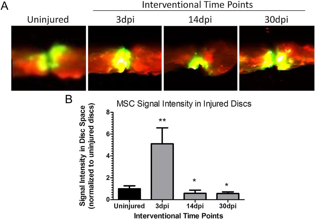 36 MAIDHOF ET AL. Figure 4. A D: Average MSC signal profile as a function of distance from disc center (dashed lines) at days 0, 1, 7, and 14 following treatment into uninjured discs in vivo.