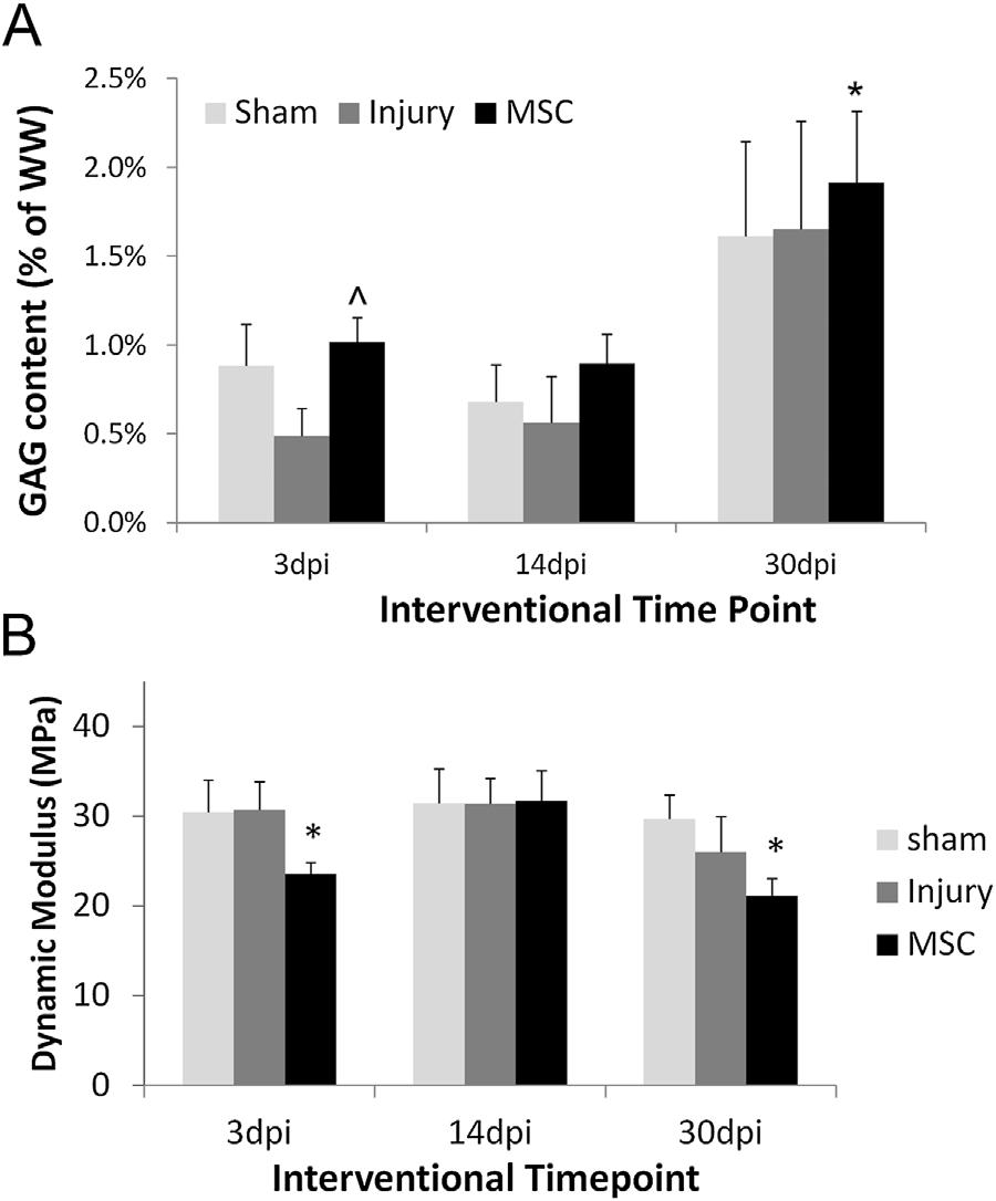 MICROENVIRONMENT AFFECTS MSC THERAPEUTIC EFFICACY 37 Biochemical analysis of sham, injury, and MSC treated discs was performed for GAG content.