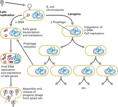 4. Lytic vs Lysogenic Cycle The decision for lambda to enter the lytic or lysogenic cycle when it first enters a cell is determined by the concentration of the repressor and another phage protein