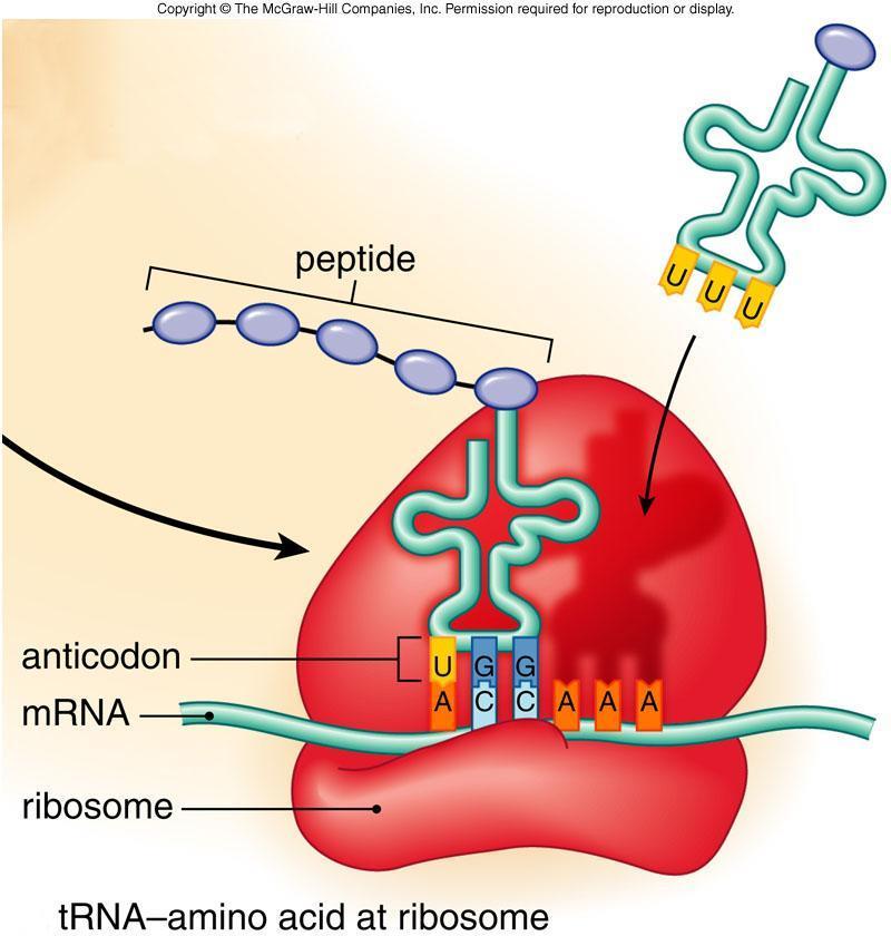 3. rrna (ribosomal RNA)