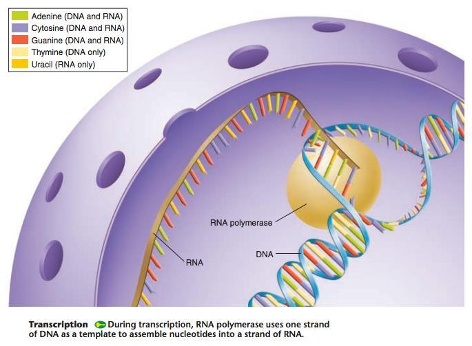 IV. Phase #1 (of 2) of protein synthesis: RNA Transcription (DNA RNA): occurs in nucleus of the