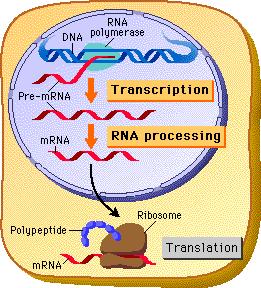 2. mrna can leave the nucleus and go