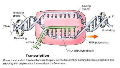 b. Remember there aren t T bases in RNA i.