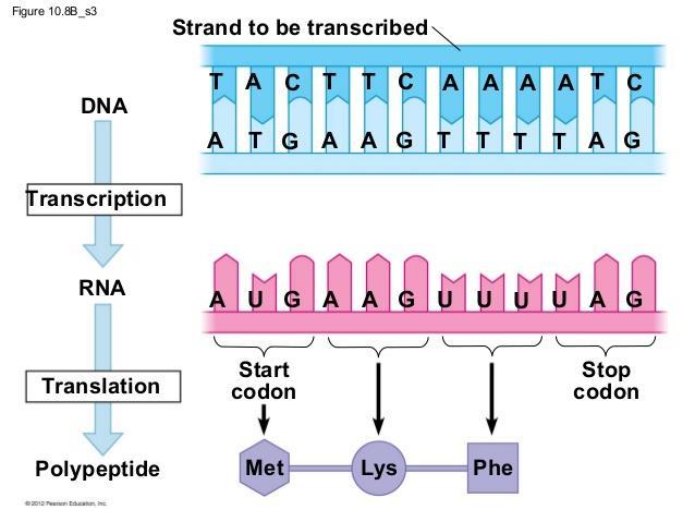 3. Step 3: When RNA polymerase reaches the end of the gene, or "STOP" code on the DNA, it detaches