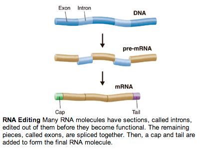 5. Step 5: RNA is then edited; introns are removed and exons are spliced together a.