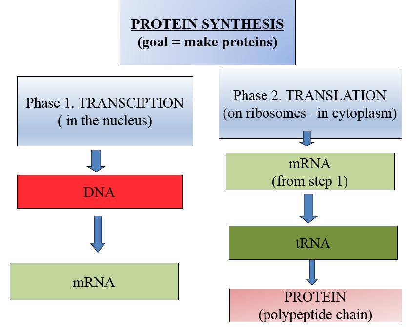 II. Protein Synthesis Overview A.