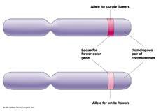 Variation and Gene Pools The relative frequency of an allele is the number of times the allele occurs in a gene pool, compared with the number of