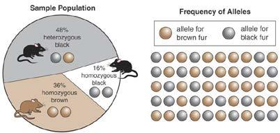 Relative frequency is often expressed as a percentage, and it is not related to whether an allele is dominant or recessive.