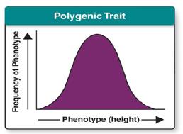 10 of 24 Single-Gene and Polygenic Trait Many traits are controlled by two or more genes and are called polygenic traits.