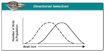 Natural Selection on Polygenic Traits Directional Selection When individuals at one end of the curve have