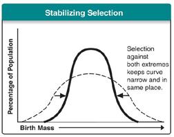16 of 24 Stabilizing Selection Natural Selection on Polygenic Traits When individuals near the center of