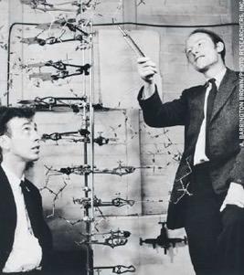 James Watson & Francis Crick All the evidence compiled, Watson & Crick created a 3D model Portrayed relationship between bases as well as bond angles and spacing of atoms - consistent with