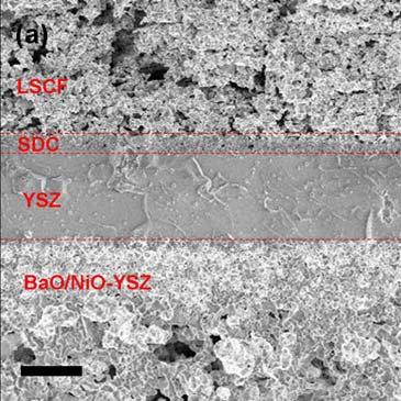 Supplementary Fig. S4. (a) A cross-sectional view (SEM image) of a cell with a configuration of BaO/Ni-YSZ YSZ SDC/LSCF (before NiO was reduced to Ni). The scale bar is 10 μm; (b) LSCF cathode.