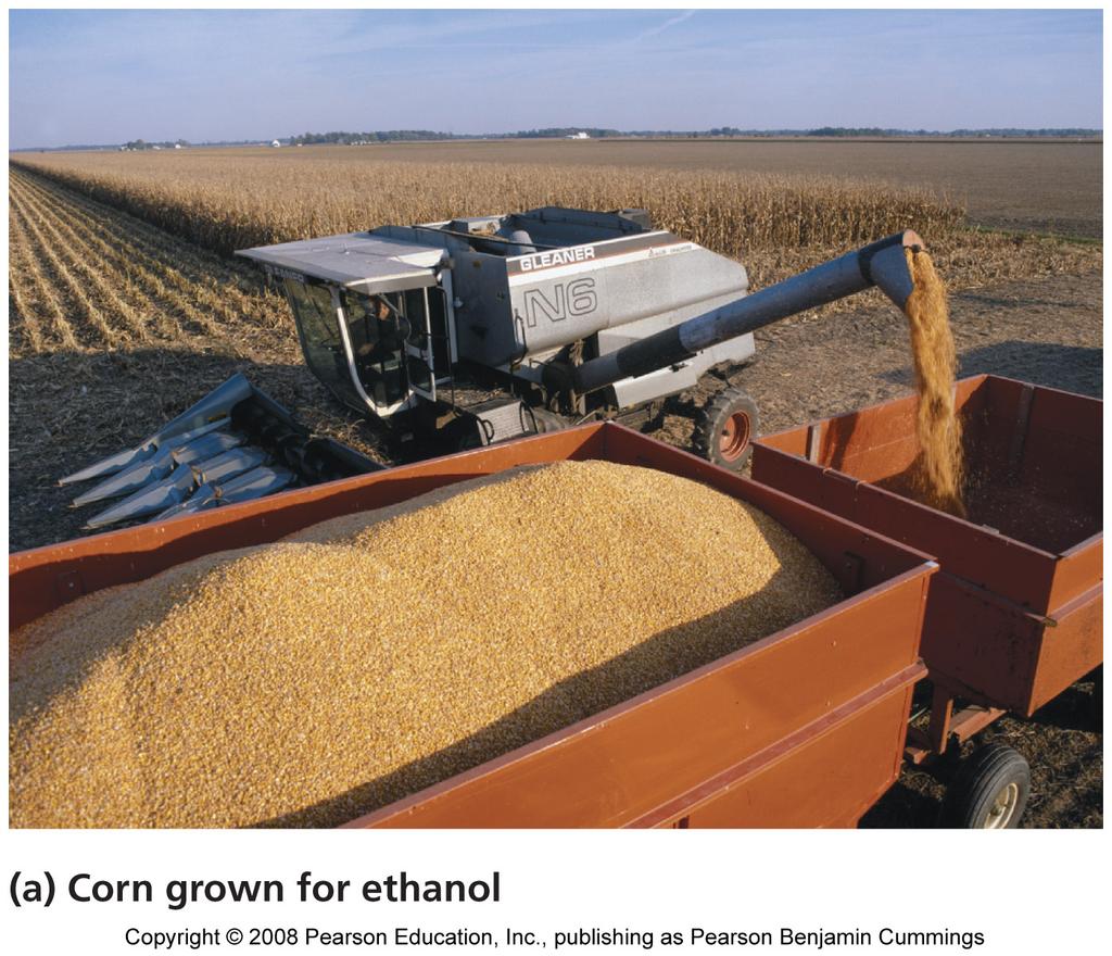 Ethanol produced as a biofuel by fermencng carbohydrate- rich crops Ethanol is widely added to U.S.
