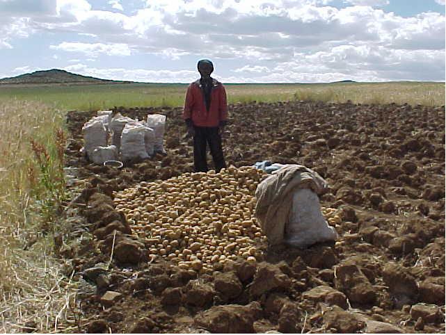 An Example Potato Seed Multiplication and VC Promotion. Potato is one of the major staple crops of Amhara.