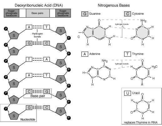 C. These nucleotides combine to form two long chains called