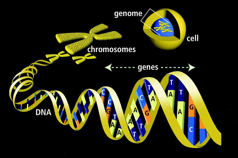 Nucleic Acids Store and transfer gene8c informa8on Gene unit of inheritance codes