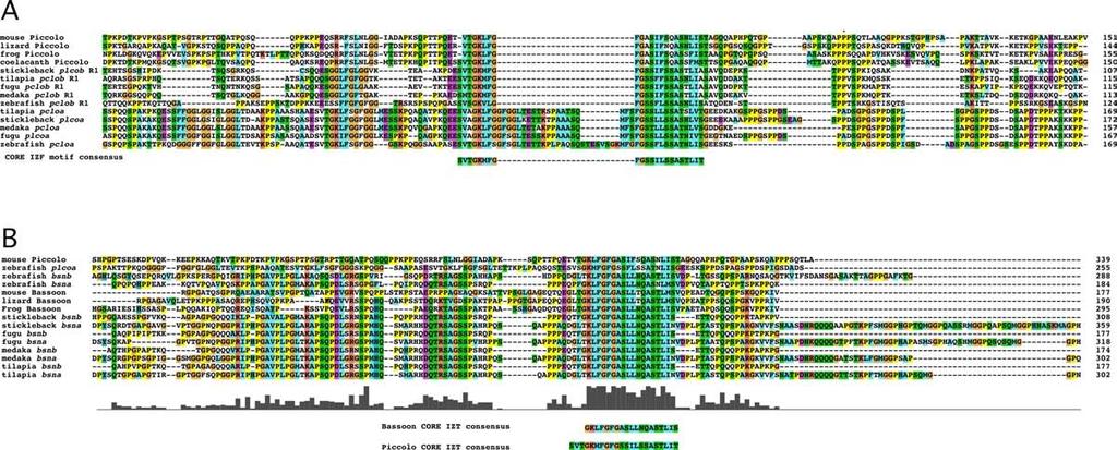 Figure S12 Alignments of the Core IZF domain from teleost piccolo and bassoon genes.