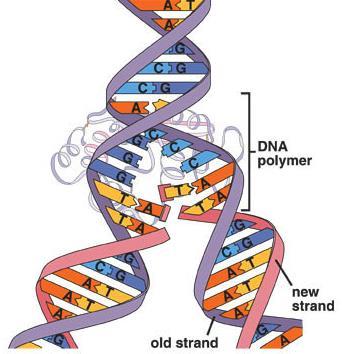 DNA is complementary, which means that bases on one strand will match up with bases on the other strand.