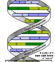 _trna decodes the mrna message and brings amino acids to build the protein.