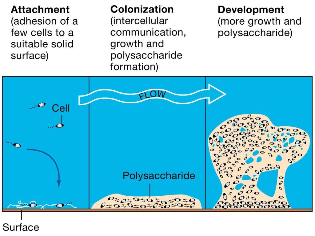 What changes a bacterium from planktonic to sessile (i.e. what causes biofilm formation)?