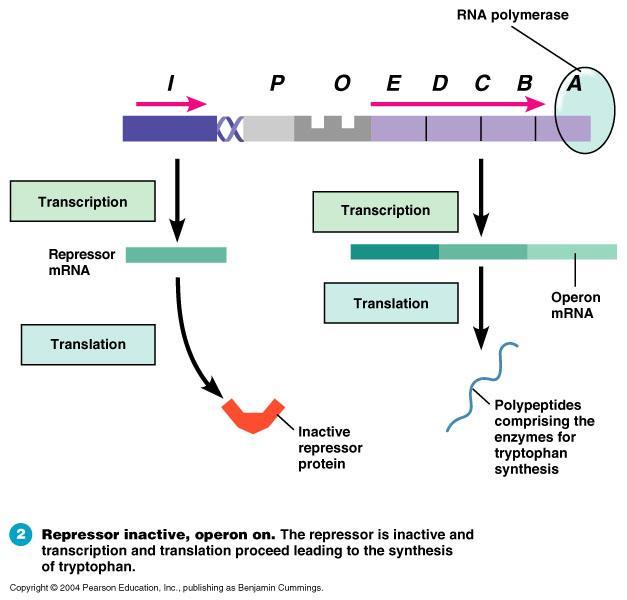 Regulation of bacterial genes 1.