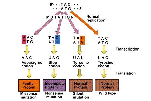 Mutations: base pair substitutions 1.